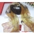 Free shipping Shanghai story silk scarf elegant silk scarves 20 models of 100% off