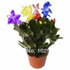 (100 pieces / lot), Schlumbergera seeds, potted balcony, planting seasons, sprouting 95%(Mixed color)
