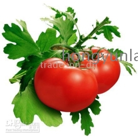 6 pcs / lote Topsy Turvy morango Tomatoes Planter Upside Down Tomatoes Planter Como visto na TV