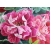 Xiang Embroidery ,traditional Chinese craft,Hand Embroidery Thread, Floss,folk art from China.Peony