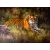 Wholesale - HQ Hand-painted Tiger Oil Painting On Canvas