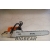 STIHL MS381 Chainsaw 72.2 3.9KW 20" or 24" Guide Bar Wholesale Price FREE SHIPPING 