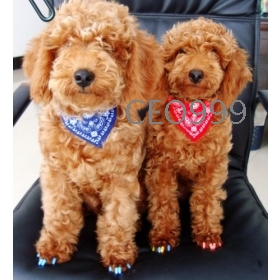 10pcs/lot+Free Shipping Pet printing flower triangle small dog scarves, pet bibs, dog Scarf collar / neck strap 