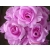 500db lila színű Number 10 Fokozottan műselyem Simulation Rose Camellia bazsarózsa Virág vezetője 7cm Esküvői Christmas Weddding Otthon dekoráció