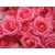 500db lila színű Number 10 Fokozottan műselyem Simulation Rose Camellia bazsarózsa Virág vezetője 7cm Esküvői Christmas Weddding Otthon dekoráció