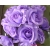 200db átmérő 7cm lila szín száma 04 Fokozottan műselyem Simulation Rose Camellia virág fej Esküvői Karácsonyi Partidekorációk