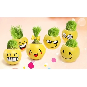 Free shipping-5pcs/lot 2012 hot selling Desktop anti-radiation plant,Funny flower gift,Strange small gift,