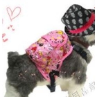 free shipping Pet dogs from 211 backpack  