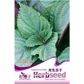 1 Pack 30 SEED Perilla Japanese Herb Shiso frutescens D023