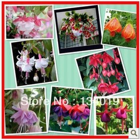Fuchsias seeds, potted flowers, hanging Zhonghai Tang, bell flower, lantern Begonia, mixed color 100pcs