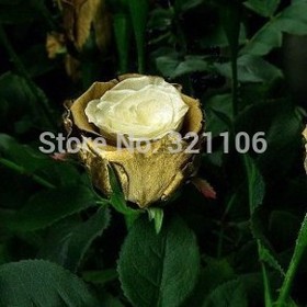 200 Golden Rose Flower Seeds --- and Beautiful