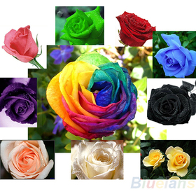 200pcs/lot 10 colors Mix Color Rose Seeds Blue Red Pink Black Rainbow Petal Plants Home Garden Flowers Bonsai 006E