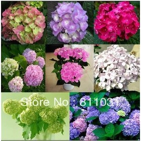 Hot selling 20pcs Multi-Colored Geranium flower seeds bonsai flower seeds DIY home garden free shipping
