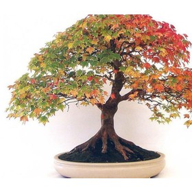 200 Bonsai Canadian maple tree seeds extra 30pcs japanese pine tree seed as gift do not accept refund