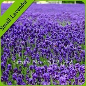 Small Lavender Seeds. 1 pack about 20 pieces Free Shippig by China Post Air 