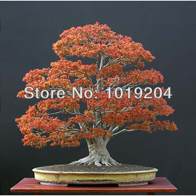 Potted maple in Need, flame maple bonsai seeds from Canada, 10PCS, free shipping