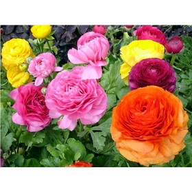 Mix Mini $5 25pcs/bag Ranunculus asiaticus Flower Seeds Persian Buttercup Seed POT FLOWER PLANT GARDEN BONSAI DIY HOME PLANT