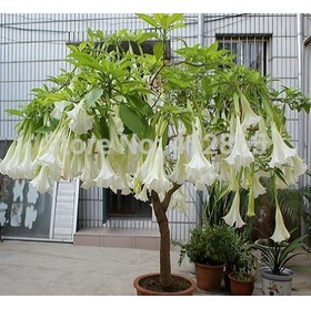 Hot selling 25pcs/lot bonsai tree mandala seeds White/Yellow/Pink/ /Black home garden flower tree seeds