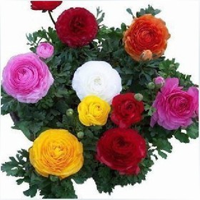50 PCS Ranunculus Asiaticus Flower Seeds For Home & Garden DIY Plants Persian Buttercup Seed Flower Bulbs Free Shipping