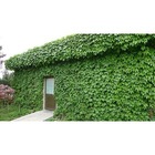 Free Shipping 40 Creeper Seeds, boston ivy seed f008