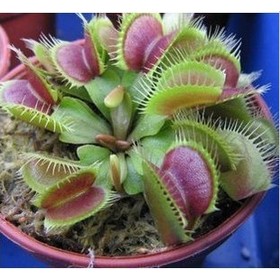 Free shipping Potted Insectivorous Plant Seeds Dionaea Muscipula Giant Clip Venus Flytrap Seeds