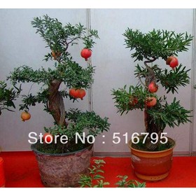 Free Shipping bonsai tree pomegranate seeds, flowers that brightly ,Delicious fruit 100pcs/lot