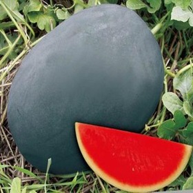 100% survive ,50 PCS Fruit seed ,watermelon seeds ,Garden supplies Bonsai Black Beauty melon