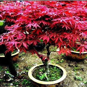 Free Shipping 30pcs/bag of bonsai American maple tree seeds mini plants