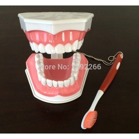 Tooth model for Teaching Early Learning / demo / can pull teeth / mouth model Teach children to brush their teeth model