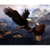 Art oil painting Repro:eagle 24x36 inch