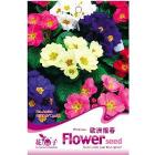 1 Pack 50 SEED Primula polyantha Pacific Giants mix Flower A080